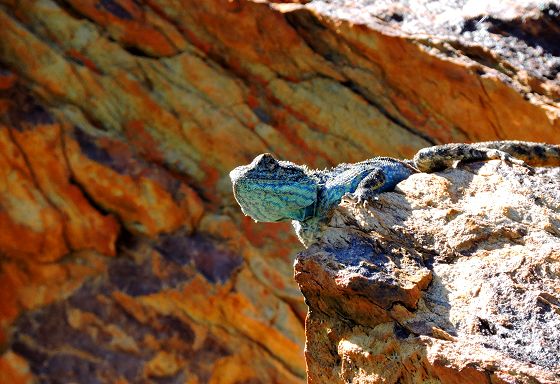 Reptile (c) Martha Anderson